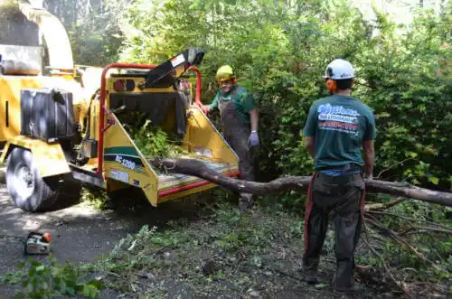 tree services Leland Grove